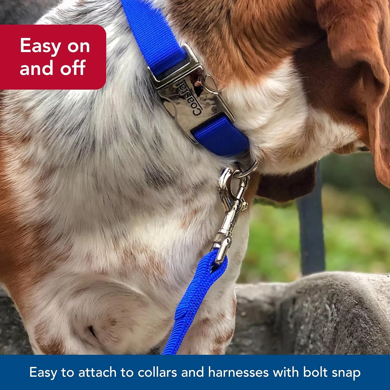 Coastal Pet Double-Ply Dog Leash - Bolt Snap Attachment to Collars and Harnesses - Nylon Dog Walking Leash for Small, Medium and Large Dogs - Black - 1" x 6'