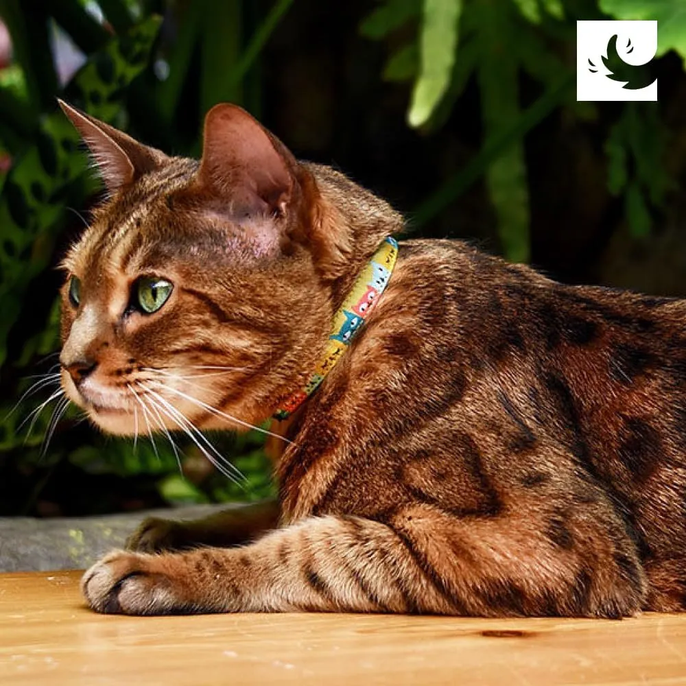 RC Pets Kitty Breakaway Cat Collar, Reflective
