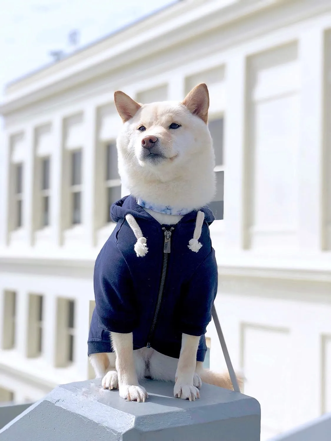 Zip Up Adventure Dog Hoodie with Hook & Loop Pockets and Adjustable Drawstring Hood - XXS to XXL - Multiple Colors - Comfortable & Versatile Dog Hoodies (Navy, XS)